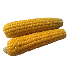 陕西老式黄玉米新鲜农家笨玉米非转基因苞米老玉米棒