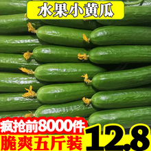 Fresh fruits and cucumbers: 5 jin batch of small green melons in Shandong Province in the current season