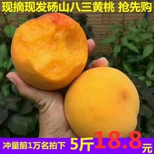 现摘现发砀山83黄桃5斤新鲜水果水蜜桃脆毛桃应季水