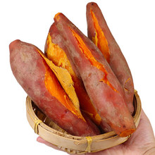 新鲜红薯5斤糖心沙地蜜薯板栗香薯山芋农家烤地瓜